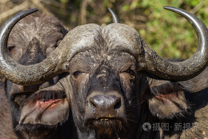 小牛新秀崭露头角，表现让人眼前一亮的简单介绍